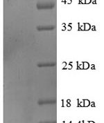SDS-PAGE separation of QP8885 followed by commassie total protein stain results in a primary band consistent with reported data for Alkaline Phosphatase / ALPL. These data demonstrate Greater than 90% as determined by SDS-PAGE.