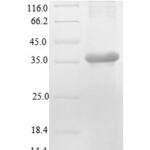 SDS-PAGE separation of QP8886 followed by commassie total protein stain results in a primary band consistent with reported data for Renin-2. These data demonstrate Greater than 90% as determined by SDS-PAGE.