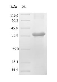 SDS-PAGE separation of QP8886 followed by commassie total protein stain results in a primary band consistent with reported data for Renin-2. These data demonstrate Greater than 90% as determined by SDS-PAGE.