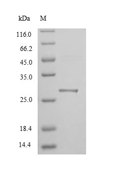 SDS-PAGE separation of QP8888 followed by commassie total protein stain results in a primary band consistent with reported data for KIM-1 / TIM1. These data demonstrate Greater than 90% as determined by SDS-PAGE.