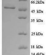 SDS-PAGE separation of QP8889 followed by commassie total protein stain results in a primary band consistent with reported data for UDP-glucose 6-dehydrogenase. These data demonstrate Greater than 90% as determined by SDS-PAGE.