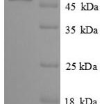 SDS-PAGE separation of QP8892 followed by commassie total protein stain results in a primary band consistent with reported data for Sialidase-3. These data demonstrate Greater than 90% as determined by SDS-PAGE.