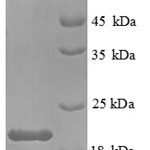 SDS-PAGE separation of QP8893 followed by commassie total protein stain results in a primary band consistent with reported data for IL-1 beta / IL1B. These data demonstrate Greater than 90% as determined by SDS-PAGE.