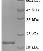 SDS-PAGE separation of QP8893 followed by commassie total protein stain results in a primary band consistent with reported data for IL-1 beta / IL1B. These data demonstrate Greater than 90% as determined by SDS-PAGE.