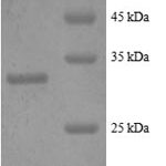 SDS-PAGE separation of QP8894 followed by commassie total protein stain results in a primary band consistent with reported data for Metallothionein-2. These data demonstrate Greater than 90% as determined by SDS-PAGE.