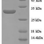 SDS-PAGE separation of QP8895 followed by commassie total protein stain results in a primary band consistent with reported data for Metallothionein-1E. These data demonstrate Greater than 90% as determined by SDS-PAGE.