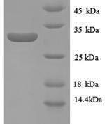 SDS-PAGE separation of QP8895 followed by commassie total protein stain results in a primary band consistent with reported data for Metallothionein-1E. These data demonstrate Greater than 90% as determined by SDS-PAGE.