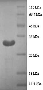 SDS-PAGE separation of QP8897 followed by commassie total protein stain results in a primary band consistent with reported data for Metallothionein-1G. These data demonstrate Greater than 90% as determined by SDS-PAGE.