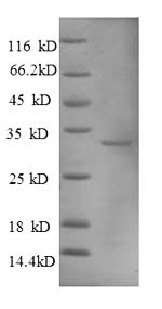 SDS-PAGE separation of QP8898 followed by commassie total protein stain results in a primary band consistent with reported data for Metallothionein-1A. These data demonstrate Greater than 90% as determined by SDS-PAGE.