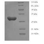 SDS-PAGE separation of QP8899 followed by commassie total protein stain results in a primary band consistent with reported data for ASGPR1 / ASGR1. These data demonstrate Greater than 90% as determined by SDS-PAGE.