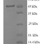 SDS-PAGE separation of QP8900 followed by commassie total protein stain results in a primary band consistent with reported data for MMP-3 Protein. These data demonstrate Greater than 90% as determined by SDS-PAGE.