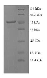 SDS-PAGE separation of QP8900 followed by commassie total protein stain results in a primary band consistent with reported data for MMP-3 Protein. These data demonstrate Greater than 90% as determined by SDS-PAGE.