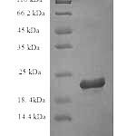 SDS-PAGE separation of QP8901 followed by commassie total protein stain results in a primary band consistent with reported data for IL-18 / IL-1F4. These data demonstrate Greater than 90% as determined by SDS-PAGE.