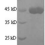 SDS-PAGE separation of QP8902 followed by commassie total protein stain results in a primary band consistent with reported data for Collagenase 3. These data demonstrate Greater than 90% as determined by SDS-PAGE.