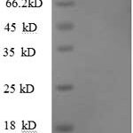 SDS-PAGE separation of QP8903 followed by commassie total protein stain results in a primary band consistent with reported data for TGFB3. These data demonstrate Greater than 90% as determined by SDS-PAGE.