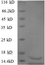 SDS-PAGE separation of QP8903 followed by commassie total protein stain results in a primary band consistent with reported data for TGFB3. These data demonstrate Greater than 90% as determined by SDS-PAGE.