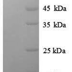 SDS-PAGE separation of QP8904 followed by commassie total protein stain results in a primary band consistent with reported data for Proto-oncogene c-Rel. These data demonstrate Greater than 90% as determined by SDS-PAGE.