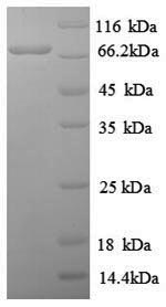 SDS-PAGE separation of QP8904 followed by commassie total protein stain results in a primary band consistent with reported data for Proto-oncogene c-Rel. These data demonstrate Greater than 90% as determined by SDS-PAGE.