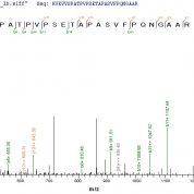 SEQUEST analysis of LC MS/MS spectra obtained from a run with QP8905 identified a match between this protein and the spectra of a peptide sequence that matches a region of Histone acetyltransferase KAT5.