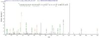 SEQUEST analysis of LC MS/MS spectra obtained from a run with QP8905 identified a match between this protein and the spectra of a peptide sequence that matches a region of Histone acetyltransferase KAT5.