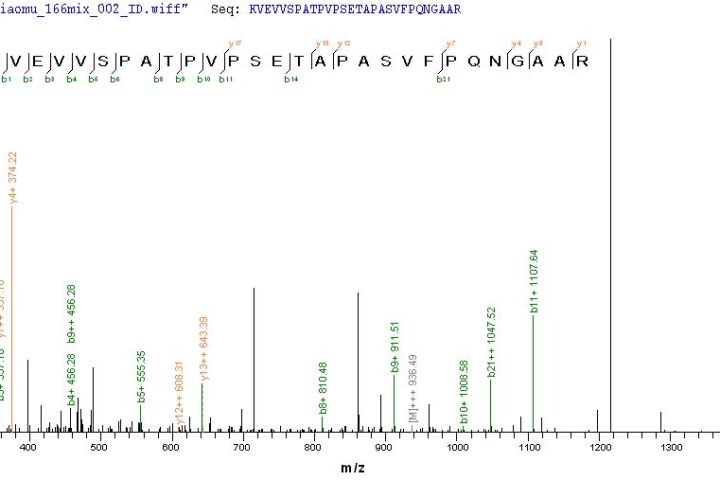 SEQUEST analysis of LC MS/MS spectra obtained from a run with QP8905 identified a match between this protein and the spectra of a peptide sequence that matches a region of Histone acetyltransferase KAT5.