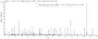 Additional SEQUEST analysis of the LC MS/MS spectra from QP8905 identified an additional between this protein and the spectra of another peptide sequence that matches a region of Histone acetyltransferase KAT5 confirming successful recombinant synthesis.