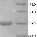 SDS-PAGE separation of QP8908 followed by commassie total protein stain results in a primary band consistent with reported data for Histone deacetylase 7. These data demonstrate Greater than 90% as determined by SDS-PAGE.