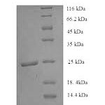 SDS-PAGE separation of QP8909 followed by commassie total protein stain results in a primary band consistent with reported data for HLA-DRA. These data demonstrate Greater than 90% as determined by SDS-PAGE.