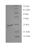 SDS-PAGE separation of QP8909 followed by commassie total protein stain results in a primary band consistent with reported data for HLA-DRA. These data demonstrate Greater than 90% as determined by SDS-PAGE.