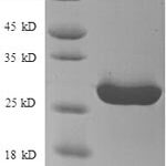 SDS-PAGE separation of QP8910 followed by commassie total protein stain results in a primary band consistent with reported data for HLA-DRA. These data demonstrate Greater than 90% as determined by SDS-PAGE.