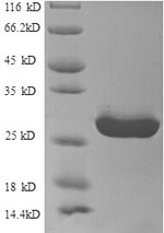 SDS-PAGE separation of QP8910 followed by commassie total protein stain results in a primary band consistent with reported data for HLA-DRA. These data demonstrate Greater than 90% as determined by SDS-PAGE.