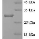 SDS-PAGE separation of QP8911 followed by commassie total protein stain results in a primary band consistent with reported data for HLA-DRB. These data demonstrate Greater than 90% as determined by SDS-PAGE.