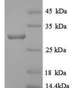 SDS-PAGE separation of QP8911 followed by commassie total protein stain results in a primary band consistent with reported data for HLA-DRB. These data demonstrate Greater than 90% as determined by SDS-PAGE.