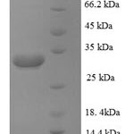 SDS-PAGE separation of QP8912 followed by commassie total protein stain results in a primary band consistent with reported data for Zinc transporter ZIP1. These data demonstrate Greater than 90% as determined by SDS-PAGE.