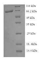 SDS-PAGE separation of QP8913 followed by commassie total protein stain results in a primary band consistent with reported data for Pyruvate dehydrogenase [ubiquinone]. These data demonstrate Greater than 90% as determined by SDS-PAGE.