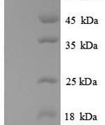 SDS-PAGE separation of QP8915 followed by commassie total protein stain results in a primary band consistent with reported data for ATP-dependent DNA helicase RecQ. These data demonstrate Greater than 90% as determined by SDS-PAGE.