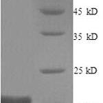 SDS-PAGE separation of QP8916 followed by commassie total protein stain results in a primary band consistent with reported data for Gap junction alpha-1 protein. These data demonstrate Greater than 90% as determined by SDS-PAGE.