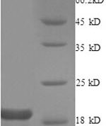SDS-PAGE separation of QP8916 followed by commassie total protein stain results in a primary band consistent with reported data for Gap junction alpha-1 protein. These data demonstrate Greater than 90% as determined by SDS-PAGE.