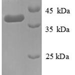 SDS-PAGE separation of QP8917 followed by commassie total protein stain results in a primary band consistent with reported data for D-cysteine desulfhydrase. These data demonstrate Greater than 90% as determined by SDS-PAGE.