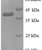 SDS-PAGE separation of QP8917 followed by commassie total protein stain results in a primary band consistent with reported data for D-cysteine desulfhydrase. These data demonstrate Greater than 90% as determined by SDS-PAGE.