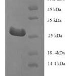 SDS-PAGE separation of QP8918 followed by commassie total protein stain results in a primary band consistent with reported data for Telomerase protein component 1. These data demonstrate Greater than 90% as determined by SDS-PAGE.