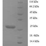 SDS-PAGE separation of QP8920 followed by commassie total protein stain results in a primary band consistent with reported data for Collagen alpha-1(XVII) chain. These data demonstrate Greater than 90% as determined by SDS-PAGE.