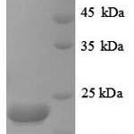 SDS-PAGE separation of QP8921 followed by commassie total protein stain results in a primary band consistent with reported data for Caspase-8. These data demonstrate Greater than 90% as determined by SDS-PAGE.