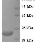 SDS-PAGE separation of QP8921 followed by commassie total protein stain results in a primary band consistent with reported data for Caspase-8. These data demonstrate Greater than 90% as determined by SDS-PAGE.