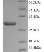 SDS-PAGE separation of QP8923 followed by commassie total protein stain results in a primary band consistent with reported data for Neutral trehalase. These data demonstrate Greater than 90% as determined by SDS-PAGE.