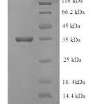 SDS-PAGE separation of QP8927 followed by commassie total protein stain results in a primary band consistent with reported data for Ethanolamine ammonia-lyase light chain. These data demonstrate Greater than 90% as determined by SDS-PAGE.