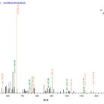 SEQUEST analysis of LC MS/MS spectra obtained from a run with QP8929 identified a match between this protein and the spectra of a peptide sequence that matches a region of Ag85A.