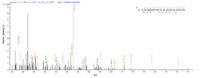 SEQUEST analysis of LC MS/MS spectra obtained from a run with QP8929 identified a match between this protein and the spectra of a peptide sequence that matches a region of Ag85A.