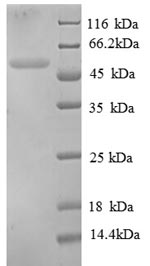 SDS-PAGE separation of QP8930 followed by commassie total protein stain results in a primary band consistent with reported data for Tubulin beta-1 chain. These data demonstrate Greater than 90% as determined by SDS-PAGE.