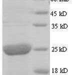SDS-PAGE separation of QP8931 followed by commassie total protein stain results in a primary band consistent with reported data for Cytoplasmic envelopment protein 3. These data demonstrate Greater than 90% as determined by SDS-PAGE.